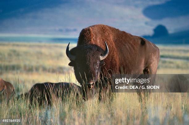 American bison , Bovidae, Glacier National Park, Montana, United States of America.