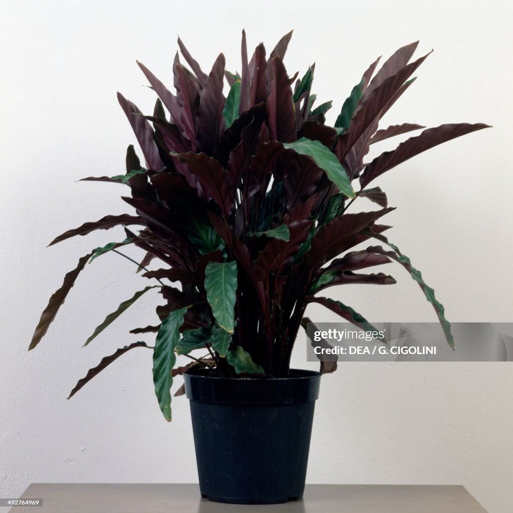 Calathea, Marantaceae