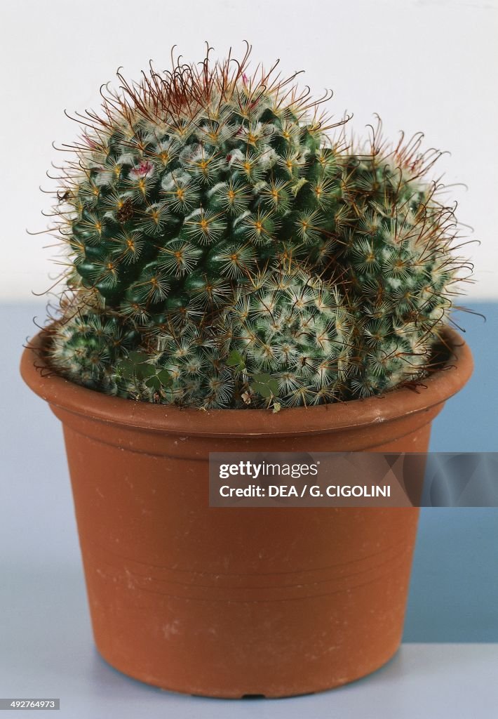 Rebutia, Cactaceae