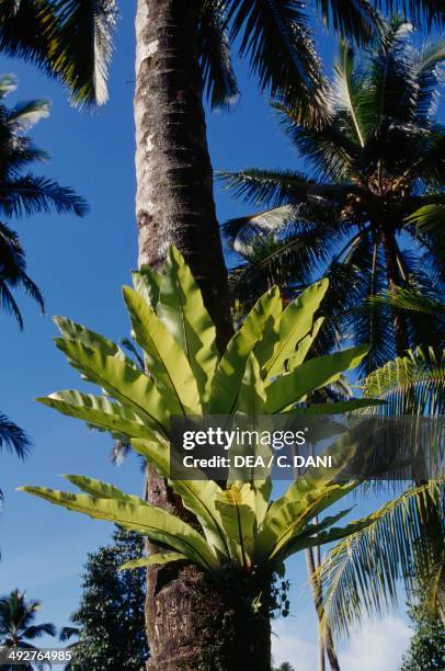 Bird's Nest Fern , Aspleniaceae, on a palm tree trunk.