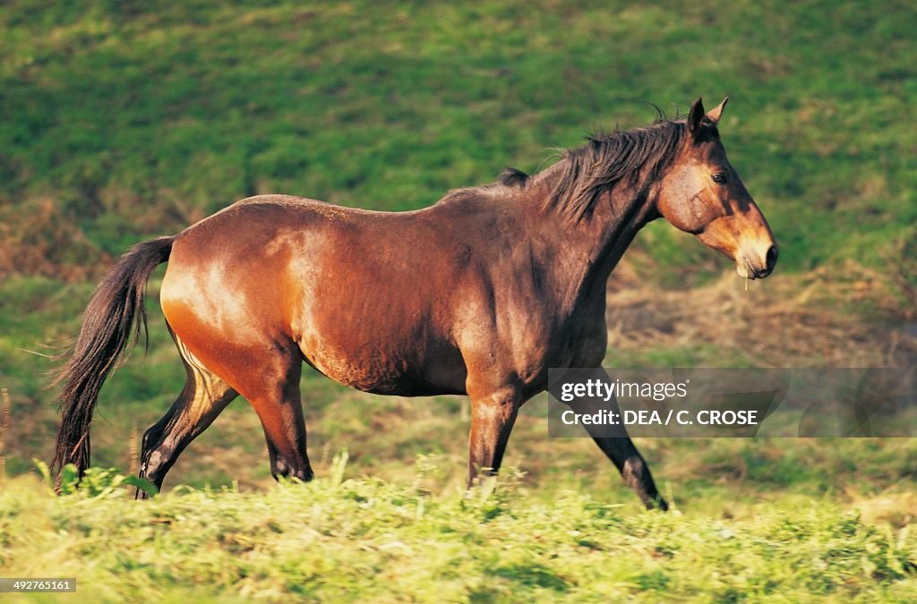 Maremmano horse (Equus caballus)...