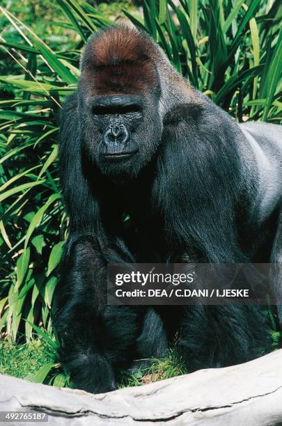 Western Lowland Gorilla , Hominidae.