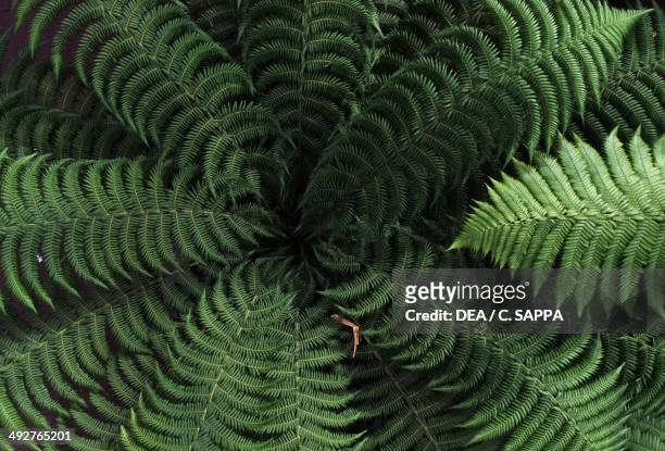 Australian Tree Fern or Soft Tree Fern , Dicksoniaceae. View from above.