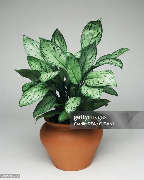 Chinese evergreen , Araceae.