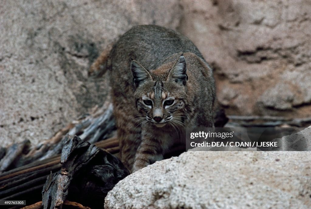 Bobcat (Lynx rufus baileyi)...