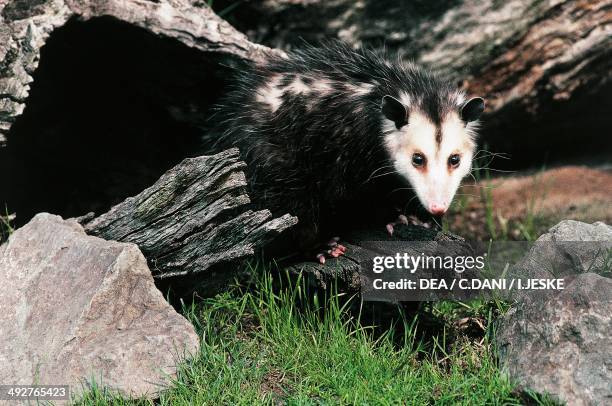 Common opossum, black-eared opossum or gamba , Didelphidae.