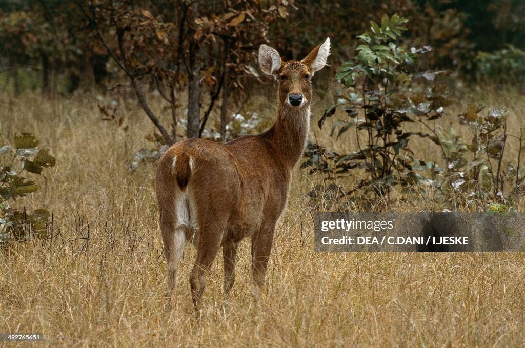 Barasinghs Images Barasingha or Swamp deer , Cervidae. News Photo - Getty Images