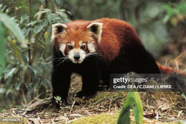 Lesser Panda Standing 94 Red Panda Standing Stock Photos, High-Res Pictures, and Images ...