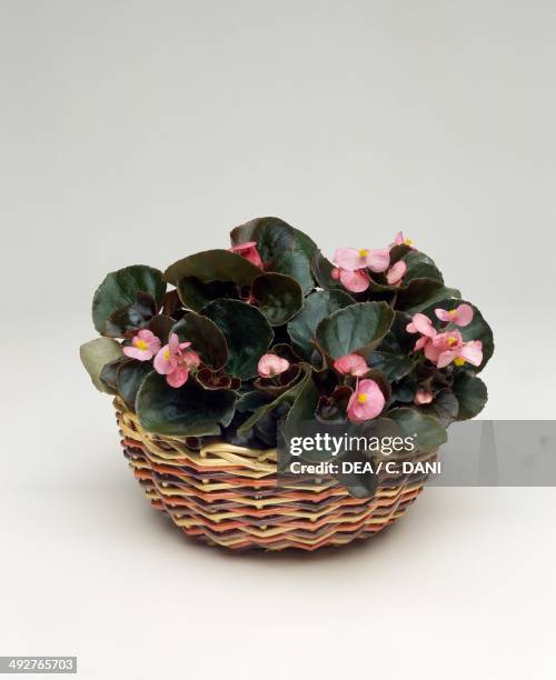 Wax begonia , Begoniaceae.