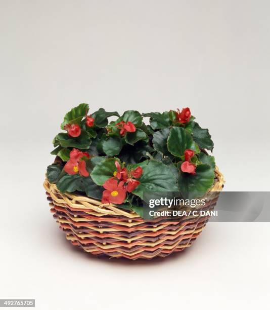 Wax begonia , Begoniaceae.