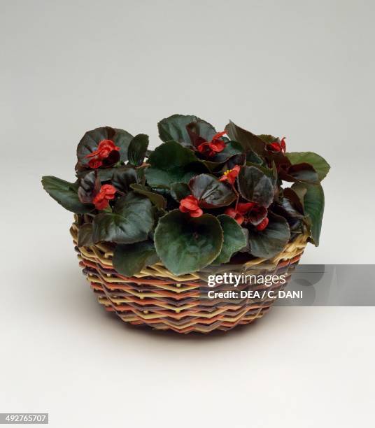 Wax begonia , Begoniaceae.