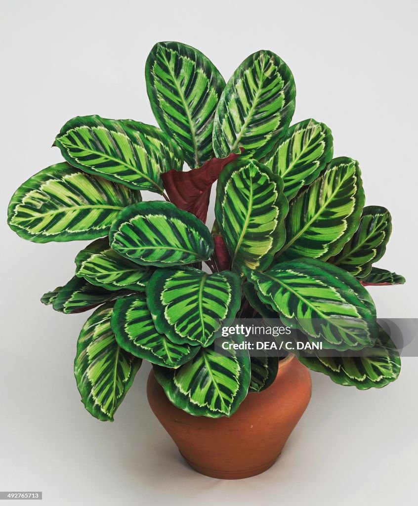 Rose-painted calathea, Marantaceae