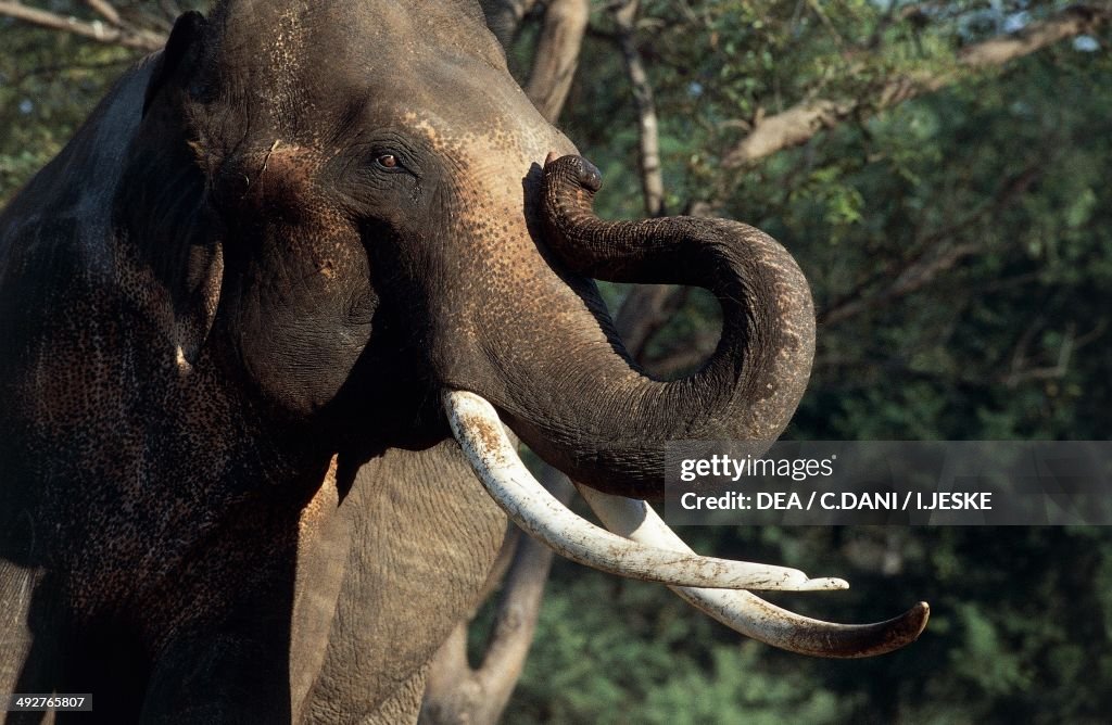 Asian or Asiatic elephant (Elephas maximus)...