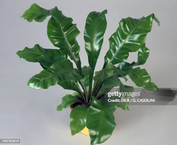 Bird's-nest fern , Aspleniaceae.