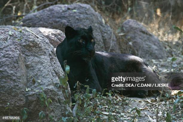991 Black Panther Animal Photos and Premium High Res Pictures - Getty Images