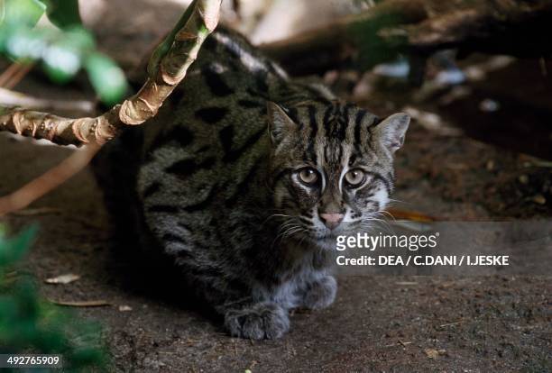 Fishing cat , Felidae.