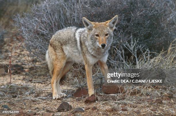 Cayodi 9,052 Wild The Coyote Stock Photos, High-Res Pictures, and Images ...
