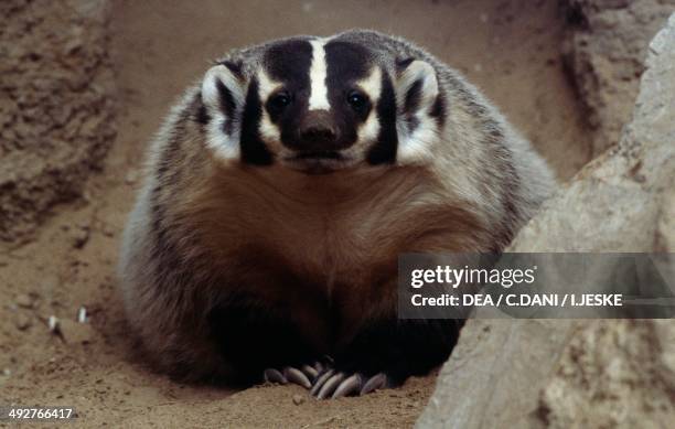 American badger , Mustelidae.