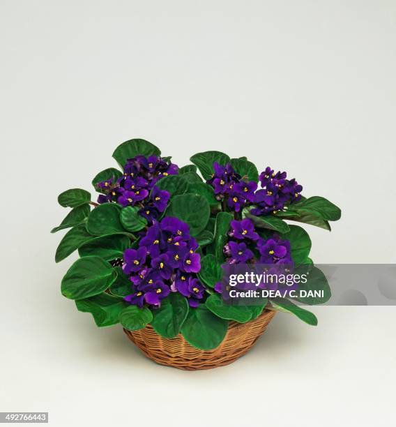 African violet , Gesneriacee.