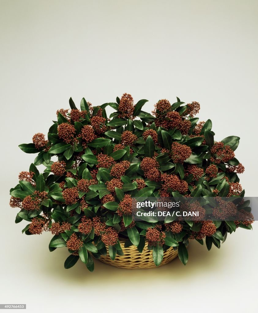 Japanese skimmia, Rutaceae