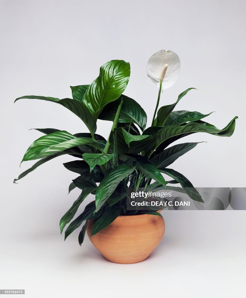Peace lily, White sails or Spathe flower, Araceae