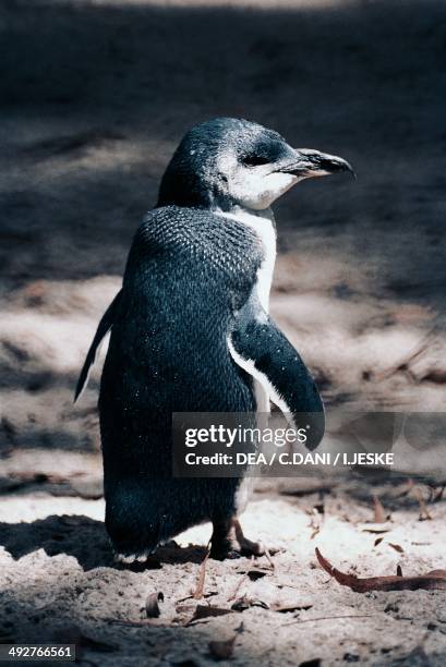 Little penguin , Spheniscidae, Phillip Island, Victoria, Australia.