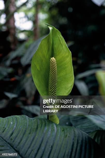 Spath or Peace Lily , Araceae.