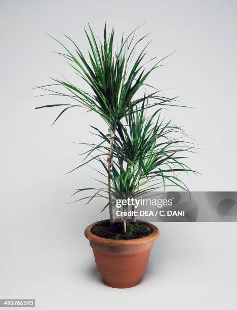 Dracaena , Asparagaceae.