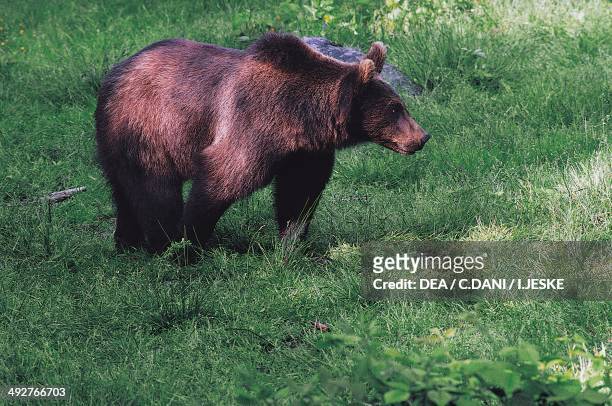 Marsican Brown Bear , Ursidae, Abruzzo National Park, Italy.