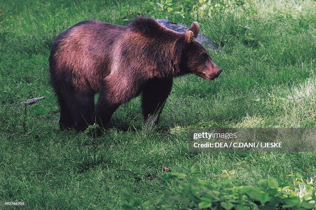 Marsican Brown Bear (Ursus arctos marsicanus)...