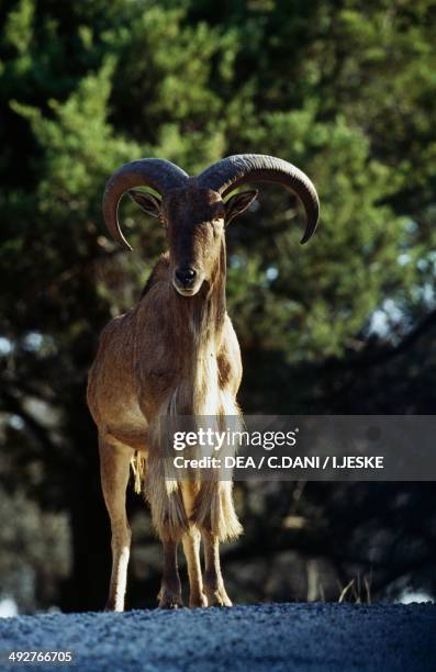 Barbary sheep , Bovidae.