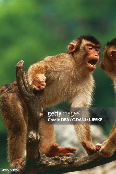 Barbary macaque, Barbary ape or Magot , Cercopithecidae, Gibraltar.