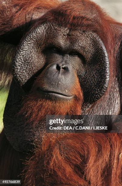 Bornean orangutan , Hominidae.