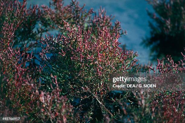 Glaucous glasswort , Chenopodiaceae, Camargue, France.