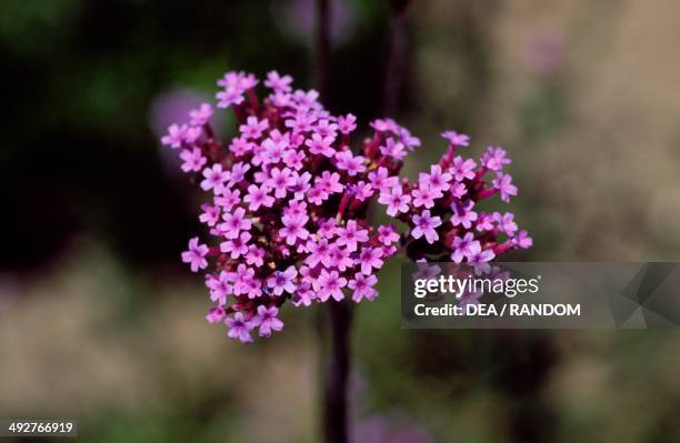 Purpletop Vervain , Verbenaceae.