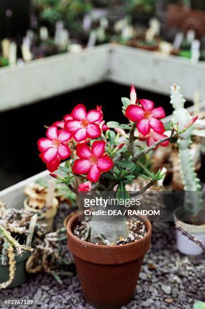 Desert rose , Apocynaceae.