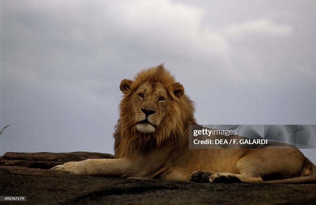 Lion (Panthera leo)...