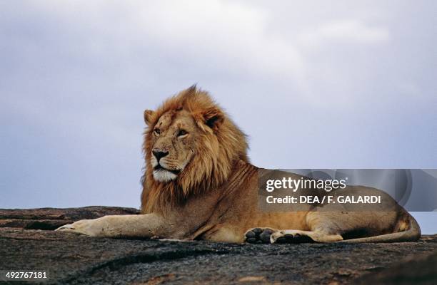Felidi 44,825 Africa Lion Stock Photos, High-Res Pictures, and Images - Getty ...