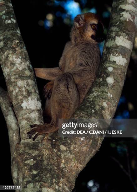 Common brown lemur , Lemuridae, Madagascar.