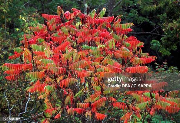 Staghorn Sumac, Anacardiaceae Staghorn Sumac, Anacardiaceae
