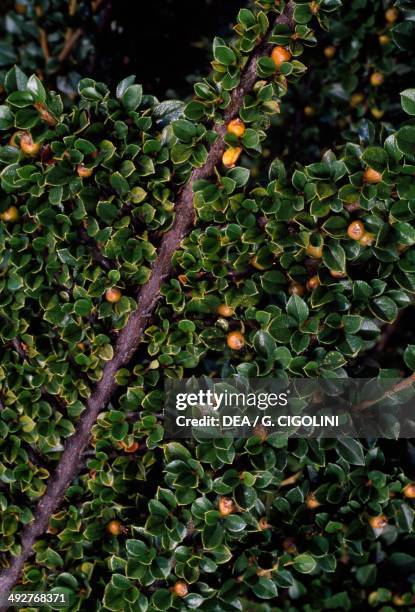 Cotoneaster , Rosaceae.