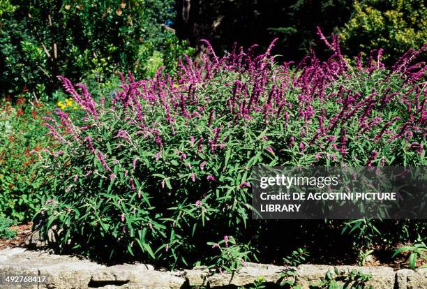 Mexican bush sage in bloom , Lamiaceae.