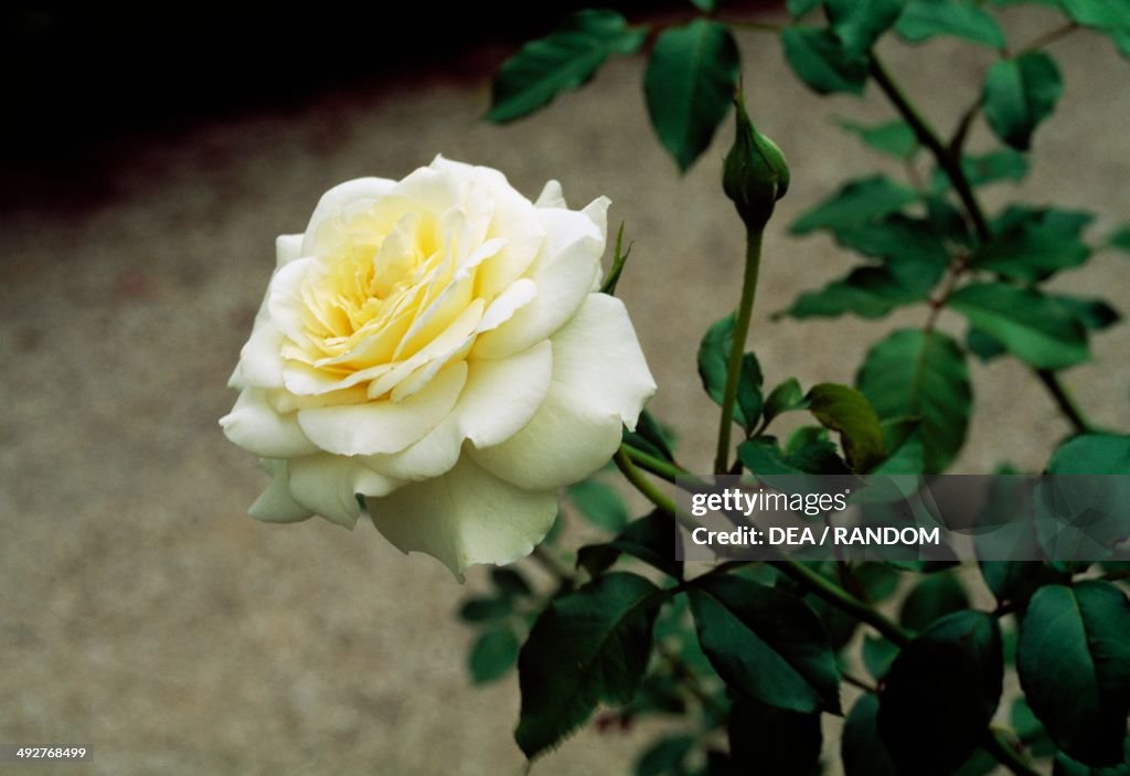Rose (Rosa Clos Fleuri Blanc), Rosaceae.