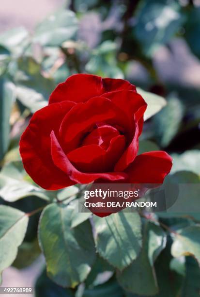 Rose , Rosaceae.
