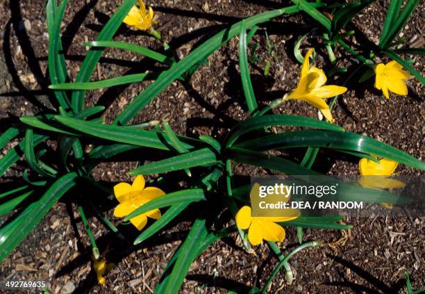 Winter Daffodil , Amaryllidaceae.