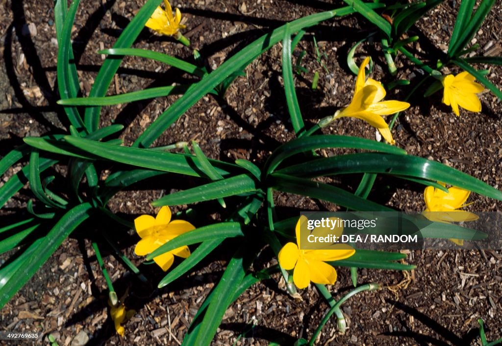 Winter Daffodil (Sternbergia lutea)