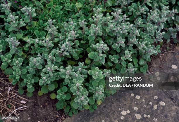 Marrubium astracanicum, Lamiaceae.