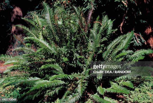 Western sword fern , Dryopteridaceae.