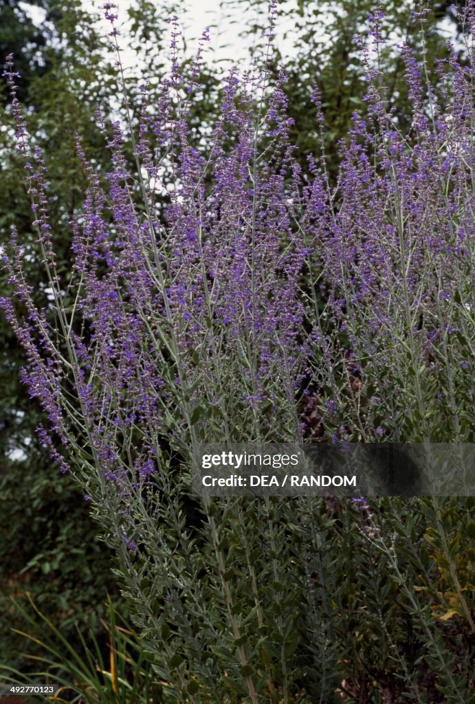 Russian Sage, Lamiaceae