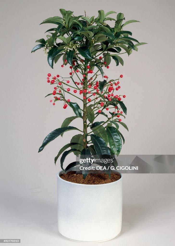 Christmas berry or Coral berry, Myrsinaceae